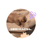 愛犬くうたんスタンプ（個別スタンプ：16）