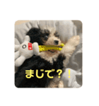 モジョゼ、ラブだぜ（個別スタンプ：26）