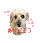 チェリースタンプ@小林家（個別スタンプ：5）
