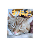 プリンちゃんとマロンちゃんNew（個別スタンプ：2）