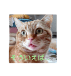 プリンちゃんとマロンちゃんNew（個別スタンプ：3）
