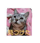 プリンちゃんとマロンちゃんNew（個別スタンプ：4）