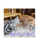 プリンちゃんとマロンちゃんNew（個別スタンプ：5）