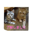 プリンちゃんとマロンちゃんNew（個別スタンプ：7）