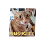 プリンちゃんとマロンちゃんNew（個別スタンプ：8）
