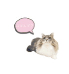 カルダモンだもん！（個別スタンプ：5）