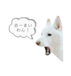 カルダモンだもん！（個別スタンプ：20）