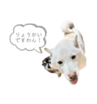 カルダモンだもん！（個別スタンプ：23）