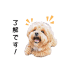 かわいいシープー犬リオくん（個別スタンプ：1）