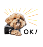かわいいシープー犬リオくん（個別スタンプ：2）