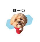 かわいいシープー犬リオくん（個別スタンプ：3）
