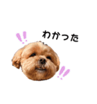 かわいいシープー犬リオくん（個別スタンプ：4）