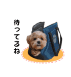 かわいいシープー犬リオくん（個別スタンプ：5）