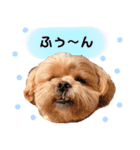 かわいいシープー犬リオくん（個別スタンプ：6）