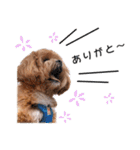 かわいいシープー犬リオくん（個別スタンプ：7）