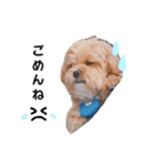 かわいいシープー犬リオくん（個別スタンプ：8）