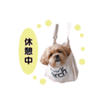 かわいいシープー犬リオくん（個別スタンプ：9）