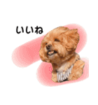 かわいいシープー犬リオくん（個別スタンプ：10）