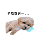 かわいいシープー犬リオくん（個別スタンプ：11）