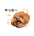 かわいいシープー犬リオくん（個別スタンプ：12）