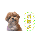 かわいいシープー犬リオくん（個別スタンプ：13）