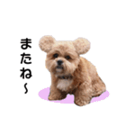 かわいいシープー犬リオくん（個別スタンプ：14）