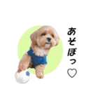 かわいいシープー犬リオくん（個別スタンプ：15）
