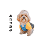 かわいいシープー犬リオくん（個別スタンプ：16）