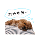 かわいいシープー犬リオくん（個別スタンプ：17）