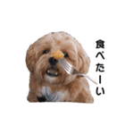 かわいいシープー犬リオくん（個別スタンプ：18）