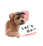 かわいいシープー犬リオくん（個別スタンプ：19）