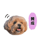 かわいいシープー犬リオくん（個別スタンプ：20）