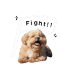 かわいいシープー犬リオくん（個別スタンプ：21）