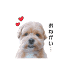 かわいいシープー犬リオくん（個別スタンプ：22）
