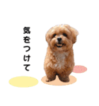 かわいいシープー犬リオくん（個別スタンプ：23）
