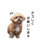 かわいいシープー犬リオくん（個別スタンプ：24）