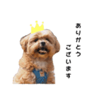 かわいいシープー犬リオくん（個別スタンプ：25）