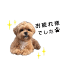 かわいいシープー犬リオくん（個別スタンプ：26）