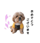 かわいいシープー犬リオくん（個別スタンプ：27）