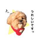 かわいいシープー犬リオくん（個別スタンプ：28）