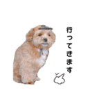 かわいいシープー犬リオくん（個別スタンプ：29）