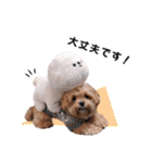 かわいいシープー犬リオくん（個別スタンプ：30）