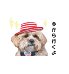 かわいいシープー犬リオくん（個別スタンプ：32）