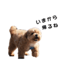 かわいいシープー犬リオくん（個別スタンプ：33）