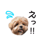 かわいいシープー犬リオくん（個別スタンプ：34）
