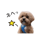 かわいいシープー犬リオくん（個別スタンプ：35）