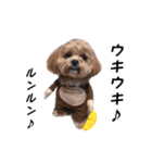 かわいいシープー犬リオくん（個別スタンプ：36）