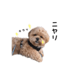 かわいいシープー犬リオくん（個別スタンプ：37）