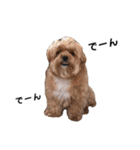 かわいいシープー犬リオくん（個別スタンプ：38）