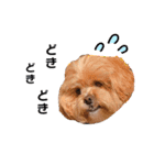 かわいいシープー犬リオくん（個別スタンプ：39）
